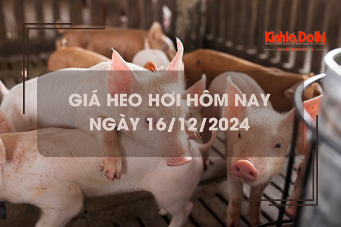 Giá heo hơi hôm nay 16/12: các tỉnh miền Bắc tiếp tục thu mua cao nhất cả nước