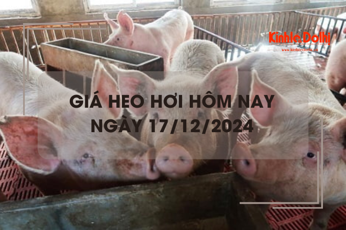 Giá heo hơi hôm nay 17/12: tiếp tục đà tăng trên cả nước