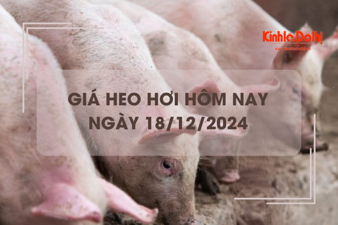 Giá heo hơi hôm nay 18/12: tiếp tục đà tăng giá tại miền Bắc