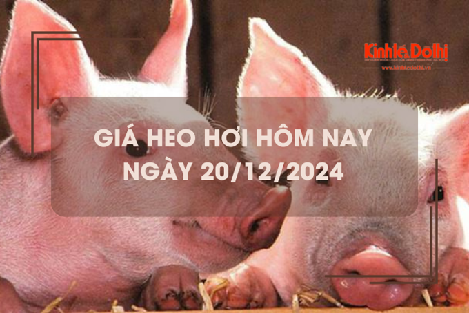 Giá heo hơi hôm nay 20/12: tăng nhẹ 1.000 đồng/kg tại nhiều địa phương