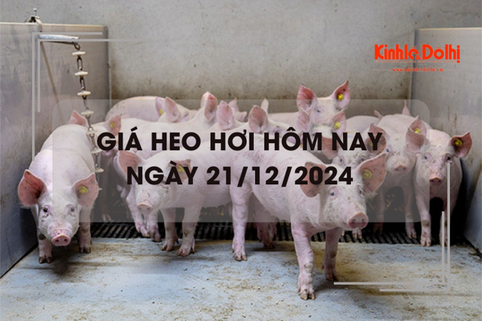 Giá heo hơi hôm nay 21/12: đồng loạt tăng 1.000 - 2.000 đồng/kg trên cả nước