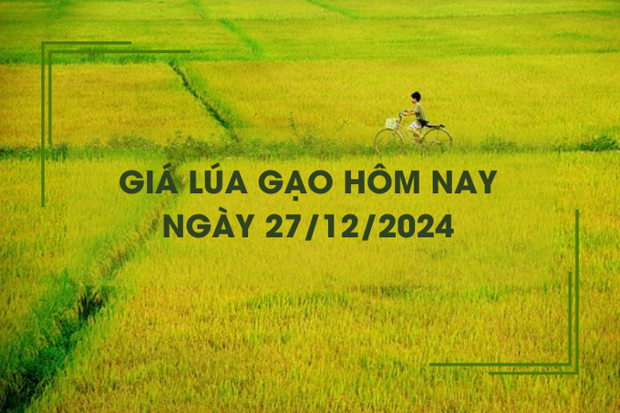 Giá lúa gạo hôm nay 27/12: lúa tươi tiếp đà giảm nhẹ 100 đồng/kg