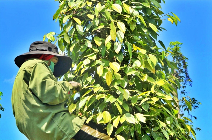 Giá tiêu hôm nay 27/12: đồng loạt tăng, cao nhất tại Bình Phước là 2.000 đồng/kg