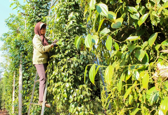 Giá tiêu hôm nay 28/12: tăng 2 ngày liên tiếp, thêm trung bình 2.000-2.500 đồng/kg