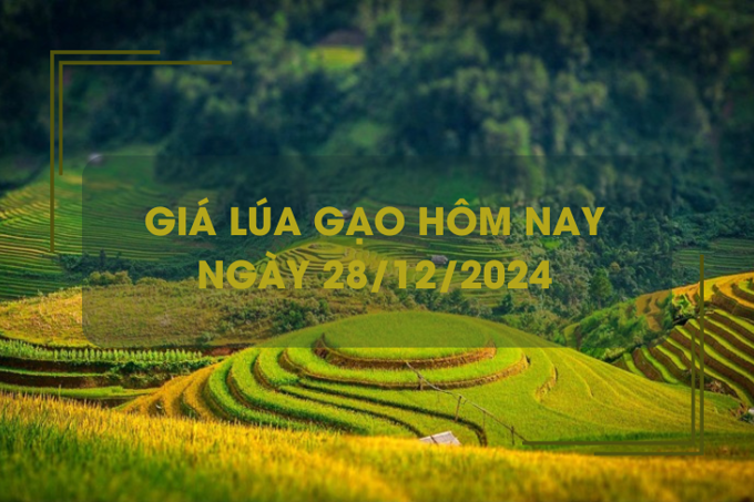 Giá lúa gạo hôm nay 28/12: đồng loạt giảm nhẹ