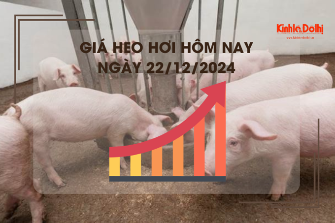 Giá heo hơi hôm nay 29/12: cao nhất 69.000 đồng/kg