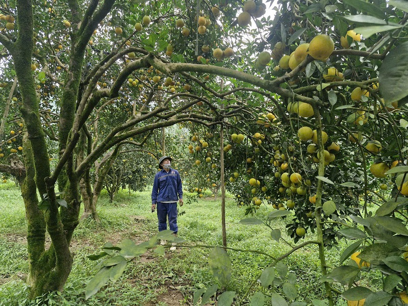 Hà Tĩnh: Độc, lạ vườn cam đầu dòng cổ thụ