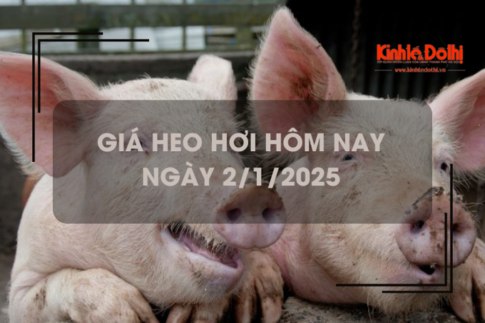 Giá heo hơi hôm nay 2/1: miền Trung và miền Nam tiếp tục tăng