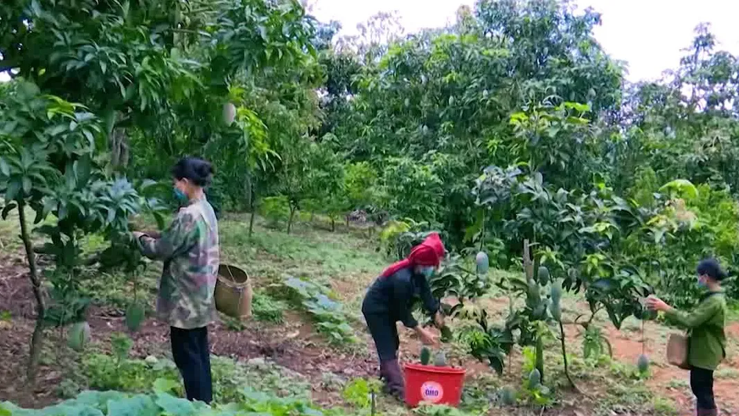 Sơn La: phát triển nông nghiệp hữu cơ nhằm bảo đảm hệ sinh thái bền vững