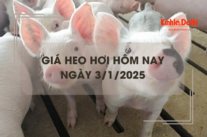 Giá heo hơi hôm nay 3/1: cao nhất 69.000 đồng/kg