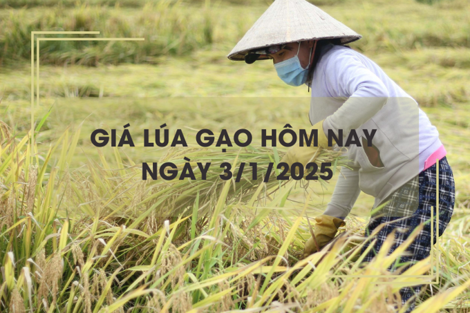 Giá lúa gạo hôm nay 3/1: giá gạo tăng nhẹ