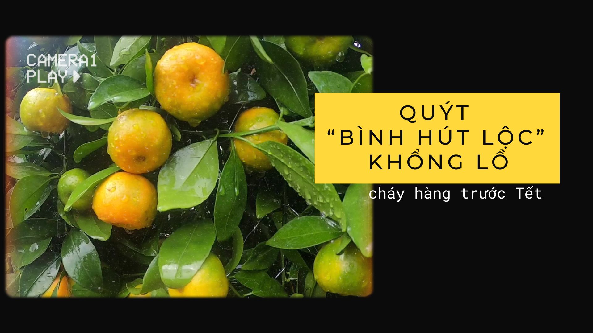 Quýt lục bình khổng hồ "cháy hàng" trước Tết