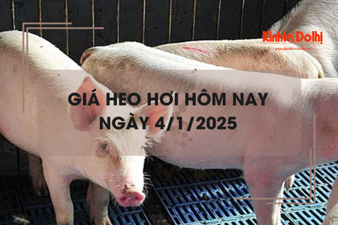 Giá heo hơi hôm nay 4/1: tăng mạnh tại các tỉnh, thành phía Nam