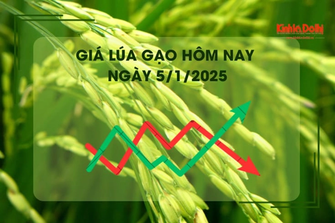 Giá lúa gạo hôm nay 5/1: gạo các loại giảm mạnh 