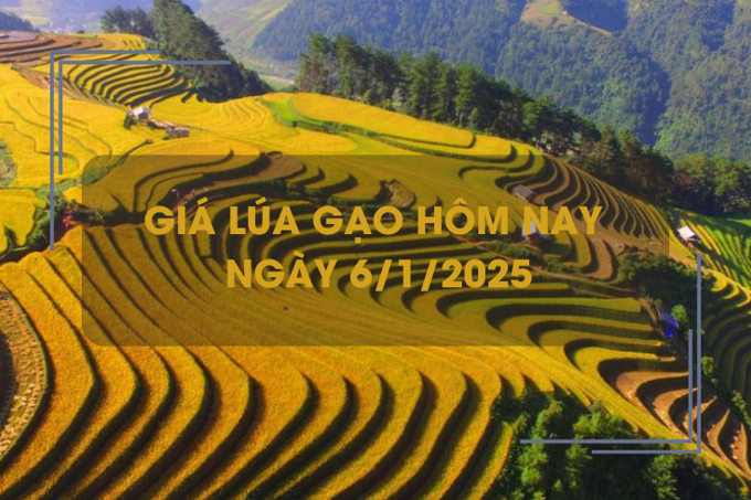 Giá lúa gạo hôm nay 6/1: giá lúa dao động 7.800 - 8.000 đồng/kg