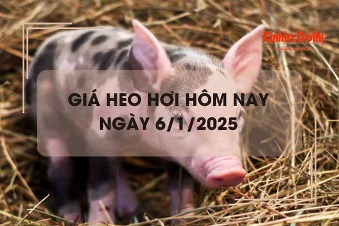 Giá heo hơi hôm nay 6/1: miền Nam tăng nhẹ 1.000 đồng/kg 