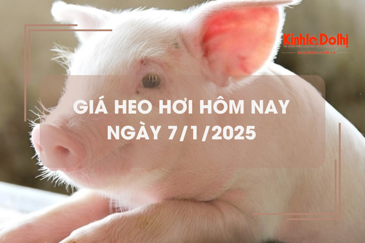 Giá heo hơi hôm nay 7/1: Hà Nội tiếp tục thu mua heo hơi tại mức 69.000 đồng/kg