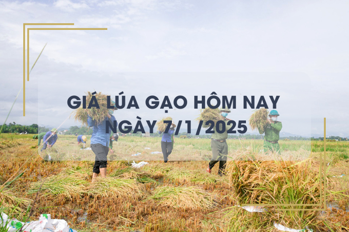 Giá lúa gạo hôm nay 7/1: gạo tiếp đà giảm mạnh