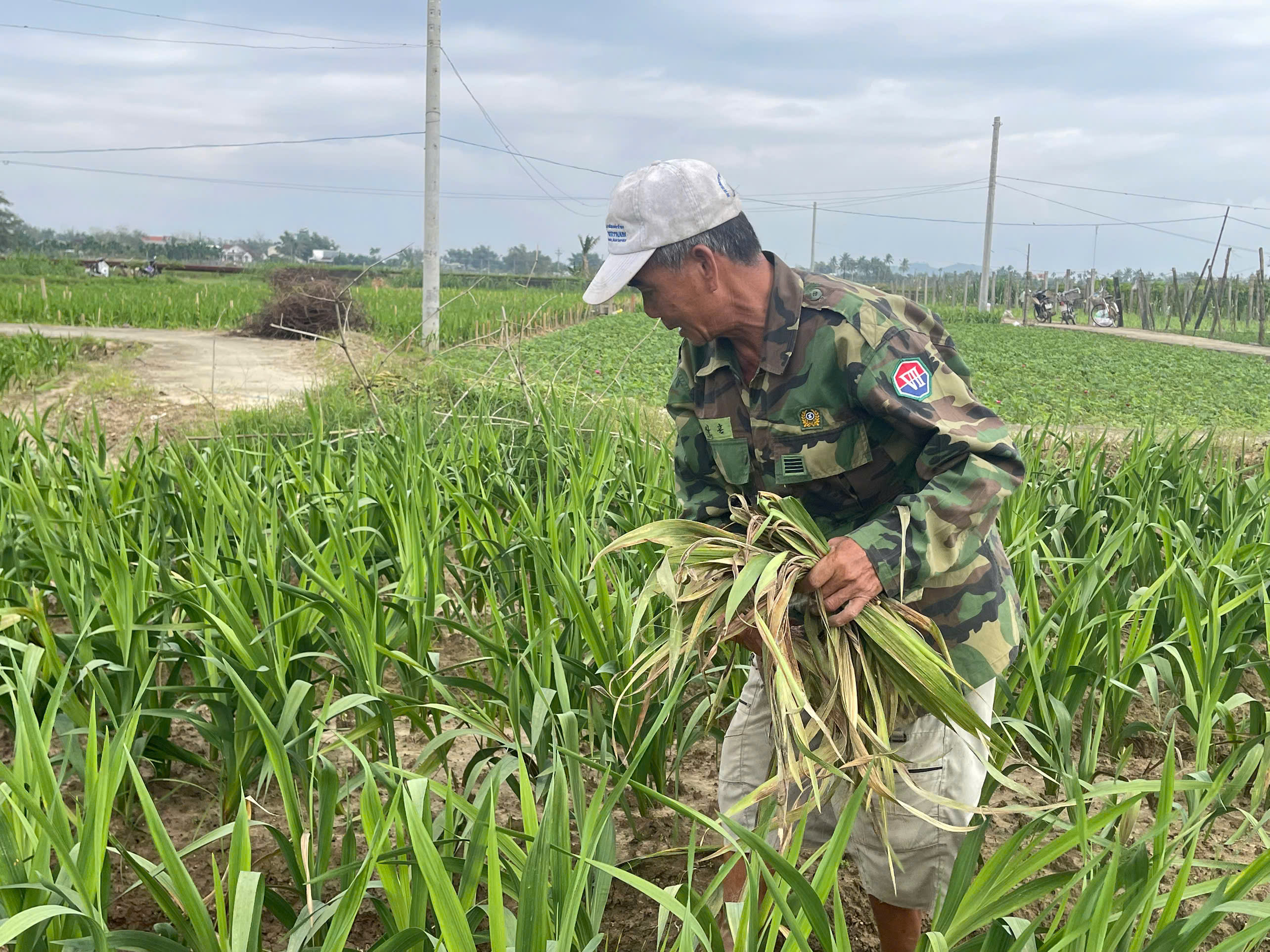 Mưa lạnh kéo dài, lay ơn khô lá, chết rễ hàng loạt