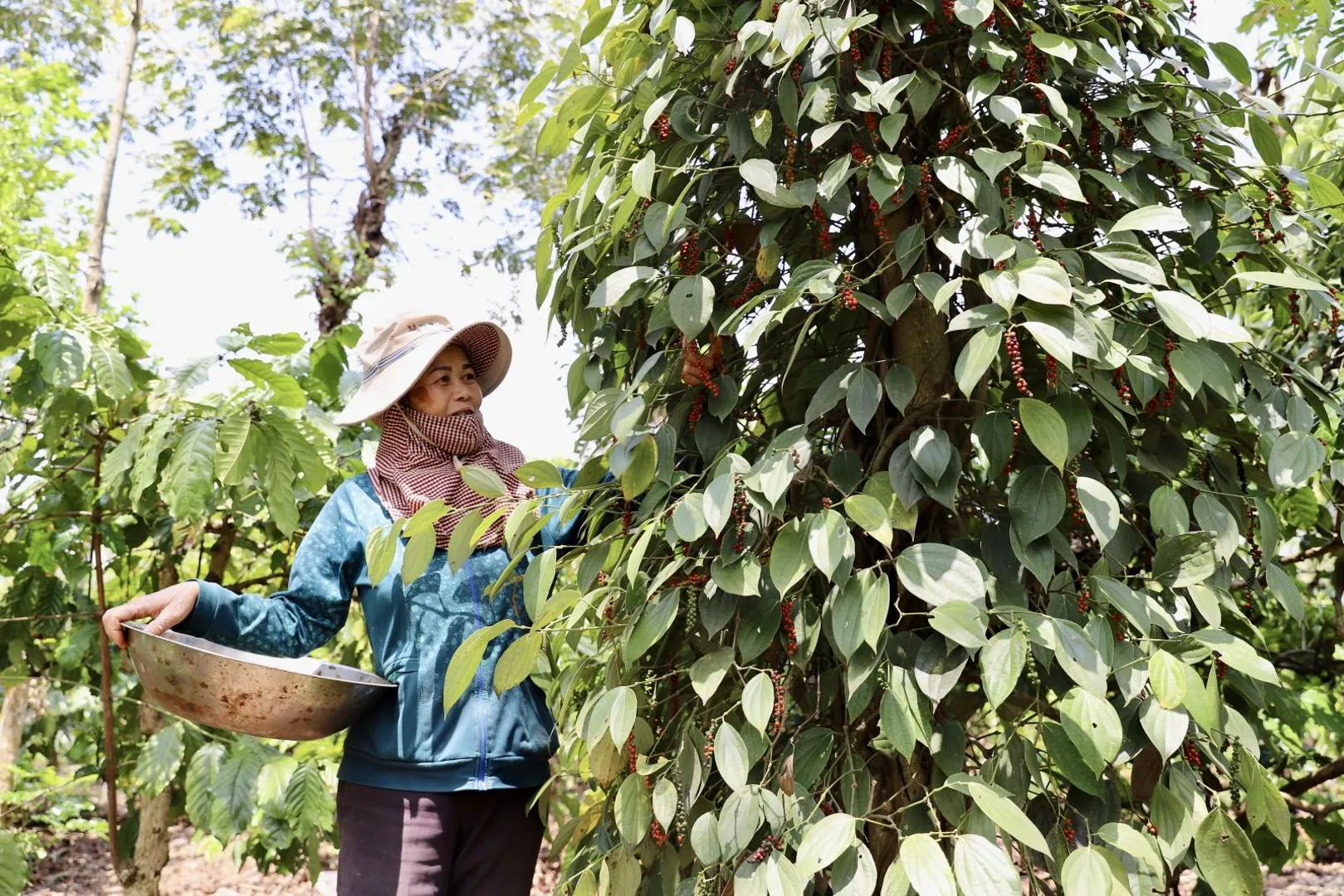 Giá tiêu hôm nay 7/1/2025: tăng tại Indonesia, Gia Lai thêm 500 đồng/kg