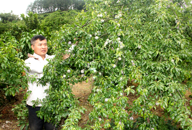 Sơn La: tái cơ cấu ngành nông nghiệp từ các sản phẩm OCOP