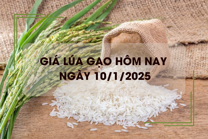 Giá lúa gạo hôm nay 10/1: giá gạo tăng giá lúa giảm