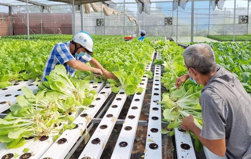 TP Hồ Chí Minh: đẩy mạnh phát triển nông nghiệp đô thị và công nghệ cao 