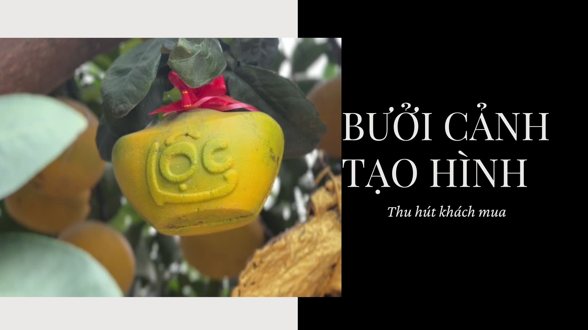 Bưởi cảnh tạo hình "tài lộc" thu hút khách mua