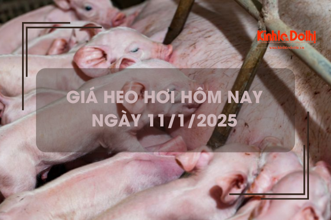 Giá heo hơi hôm nay 11/1: miền Bắc đạt đỉnh mới 70.000 đồng/kg