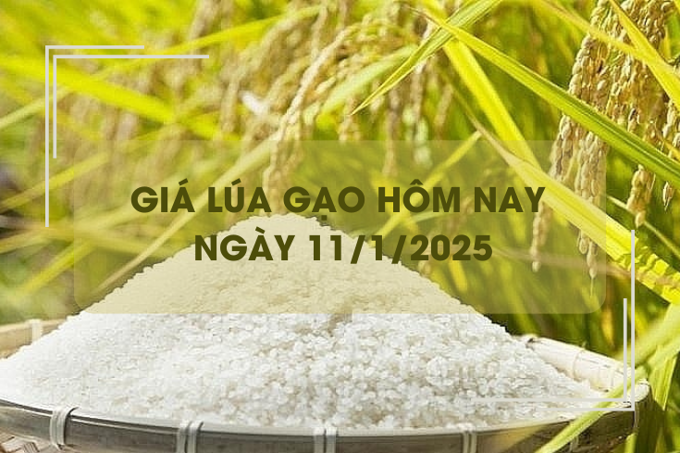 Giá lúa gạo hôm nay 11/1: giá gạo giảm 200 đồng/kg