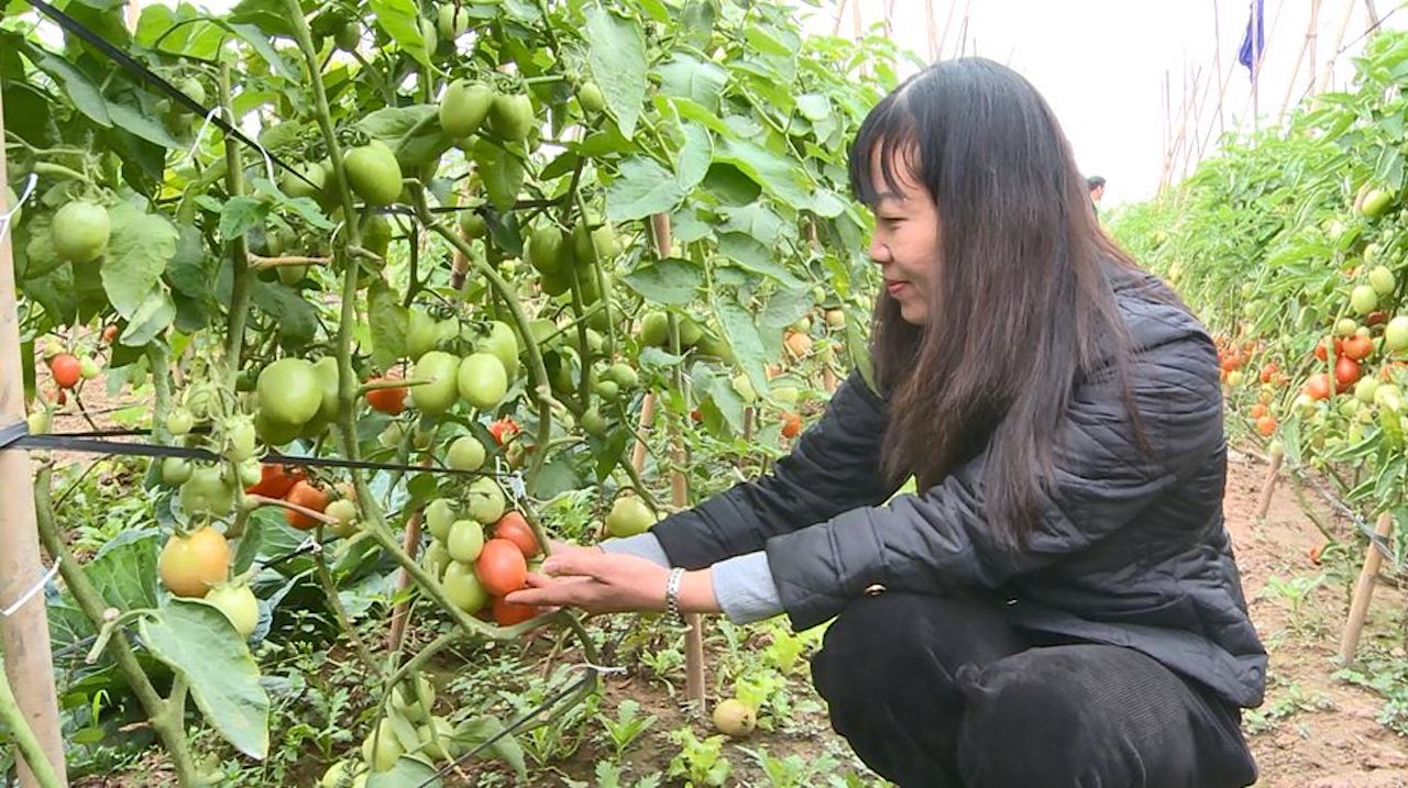 Huyện Phúc Thọ: hướng đến “nông nghiệp thuận thiên”