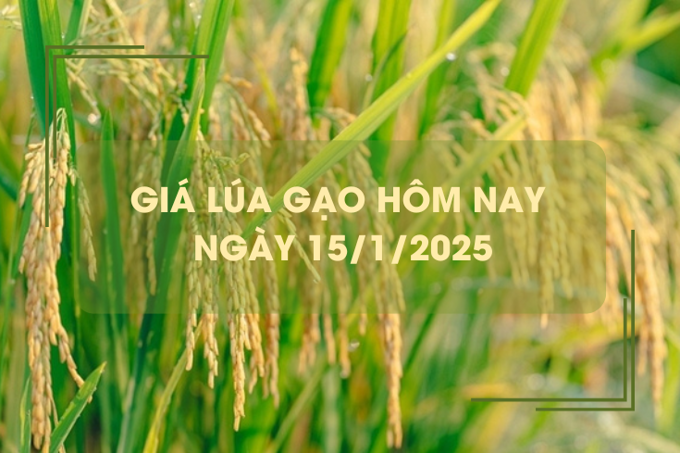 Giá lúa gạo hôm nay 15/1: giá lúa giảm mạnh 900 đồng/kg