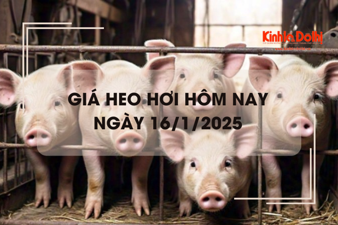 Giá heo hơi hôm nay 16/1: tăng giảm không đồng nhất