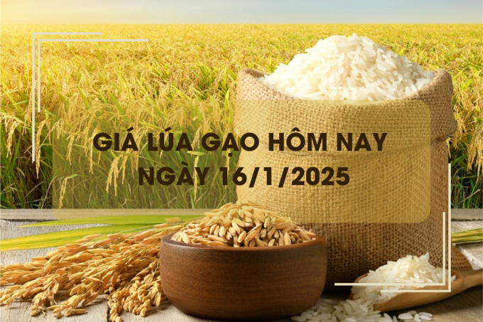 Giá lúa gạo hôm nay 16/1: giá gạo giảm nhẹ