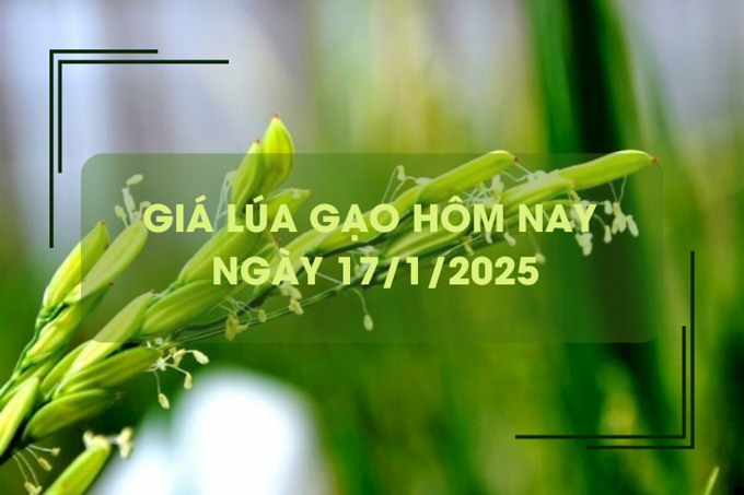 Giá lúa gạo hôm nay 17/1: giá gạo bật tăng