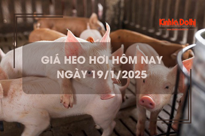 Giá heo hơi hôm nay 19/1: Hà Nội cao nhất 69.000 đồng/kg