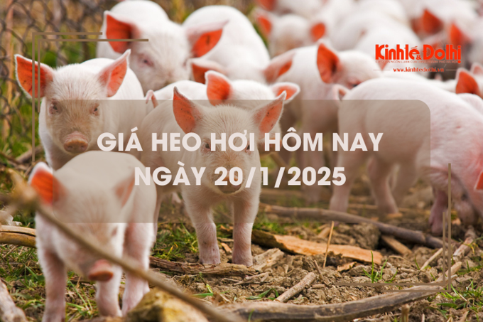 Giá heo hơi hôm nay 20/1: chững giá ngày đầu tuần