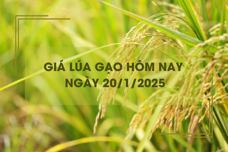 Giá lúa gạo hôm nay 20/1: gạo xuất khẩu xuống thấp nhất trong 2 năm qua