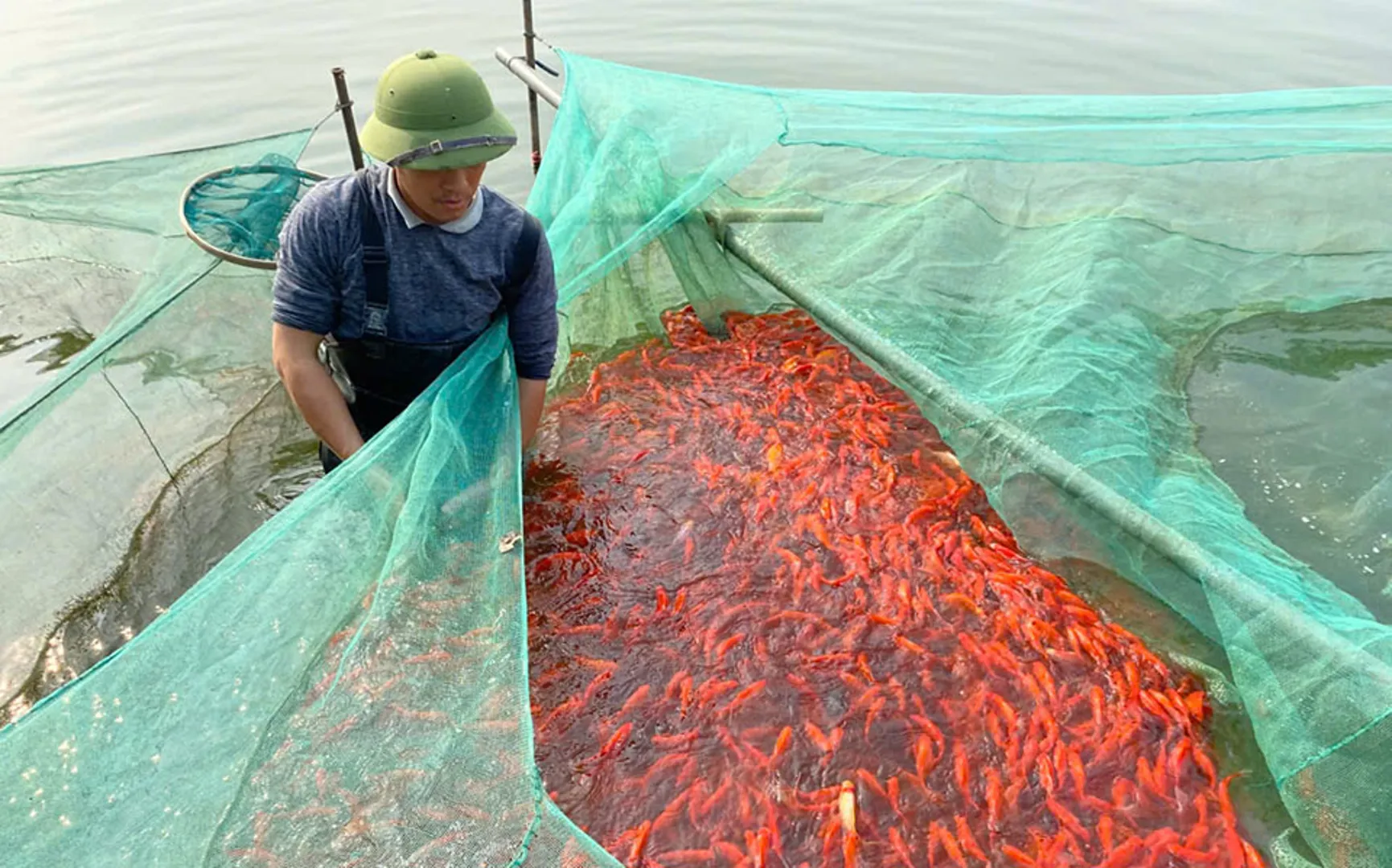 Làng cá chép xứ Thanh nhộn nhịp trước ngày ông Công, ông Táo 