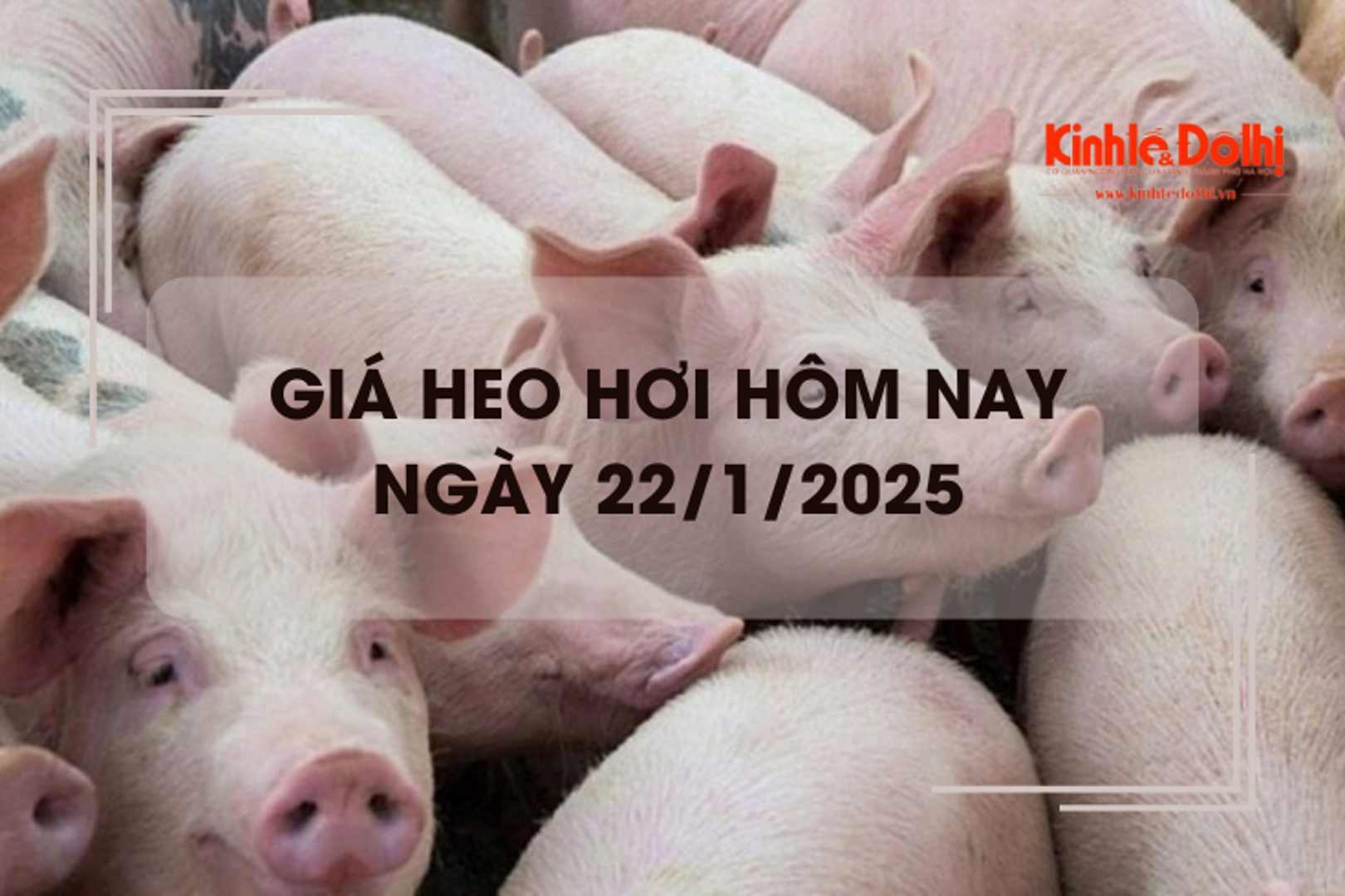 Giá heo hơi hôm nay 22/1: TP Hồ Chí Minh tiếp tục giao dịch ở mức 68.000 đồng/kg