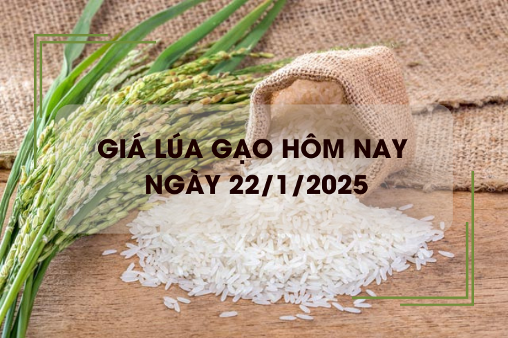 Giá lúa gạo hôm nay 22/1: lúa đảo chiều giảm sâu