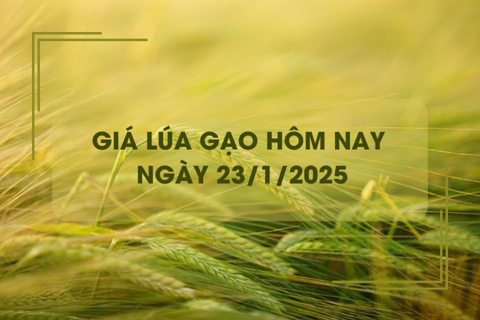 Giá lúa gạo hôm nay 23/1: gạo quay đầu giảm nhẹ