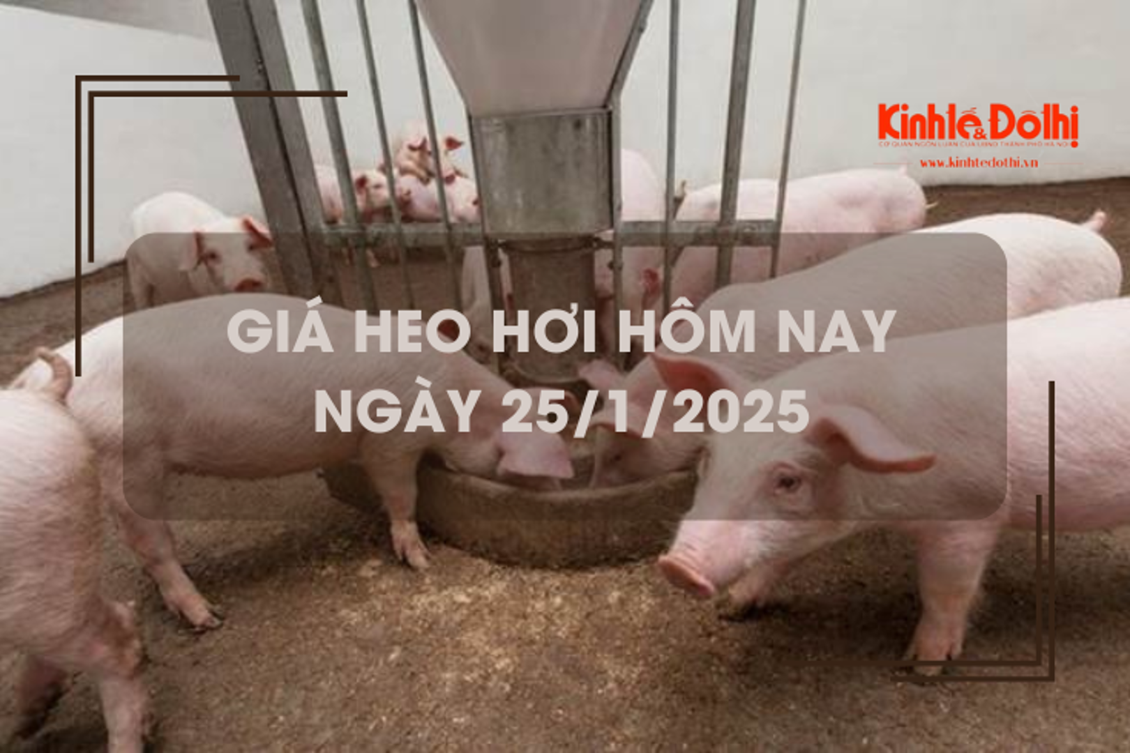 Giá heo hơi hôm nay 25/1: miền Nam cao nhất 69.000 đồng/kg