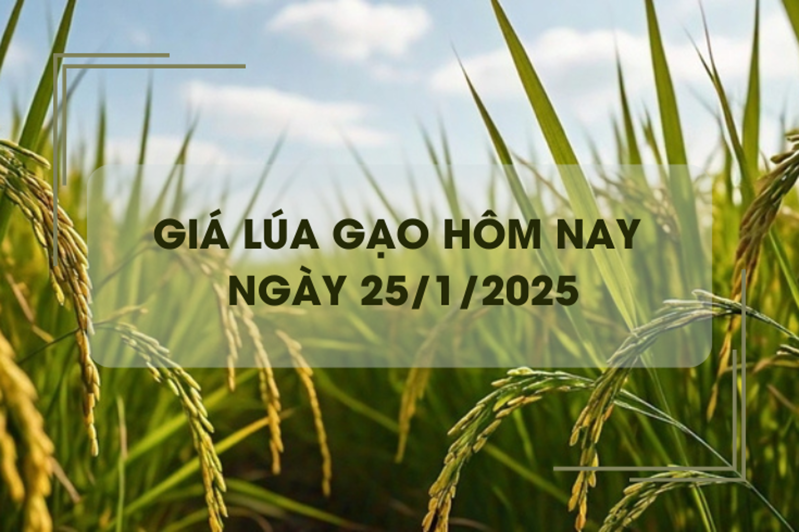 Giá lúa gạo hôm nay 25/1: giá gạo tăng nhẹ