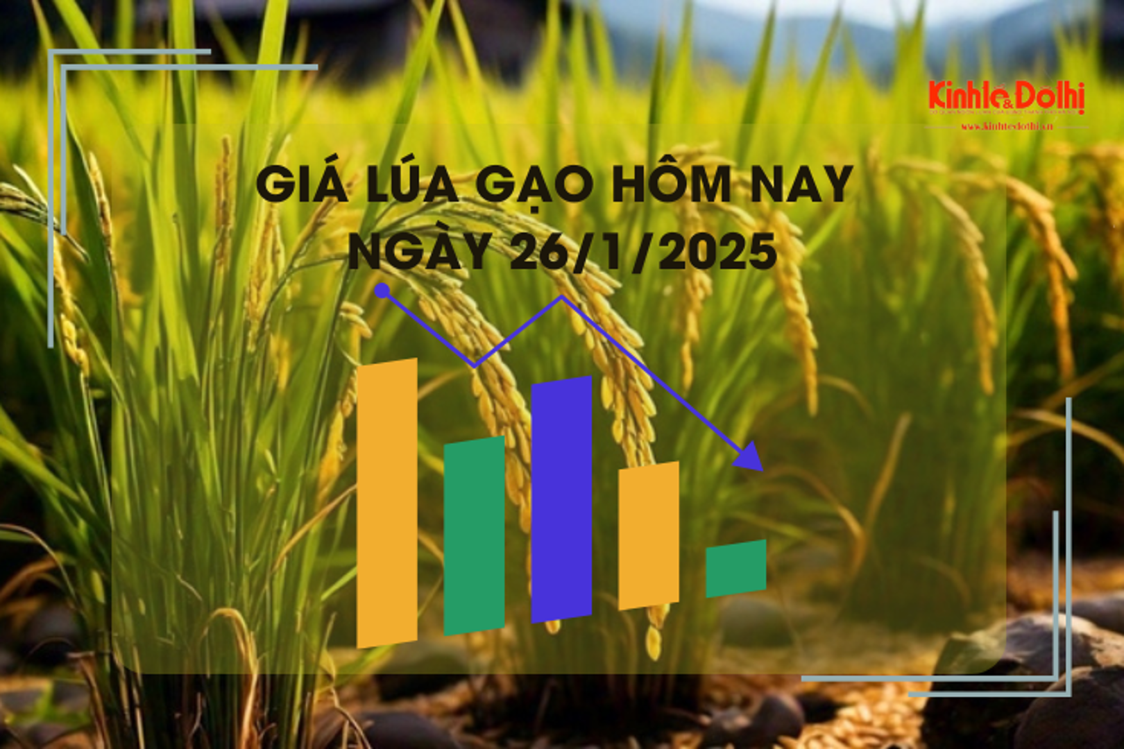 Giá lúa gạo hôm nay 26/1: giao dịch mua bán chậm do nhiều kho nghỉ Tết