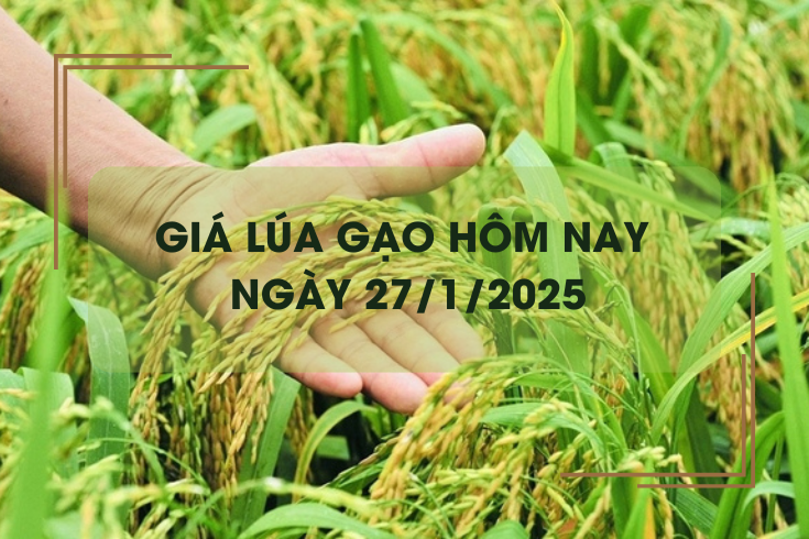 Giá lúa gạo hôm nay 27/1: giao dịch gạo chợ cận Tết chậm, gạo vững giá