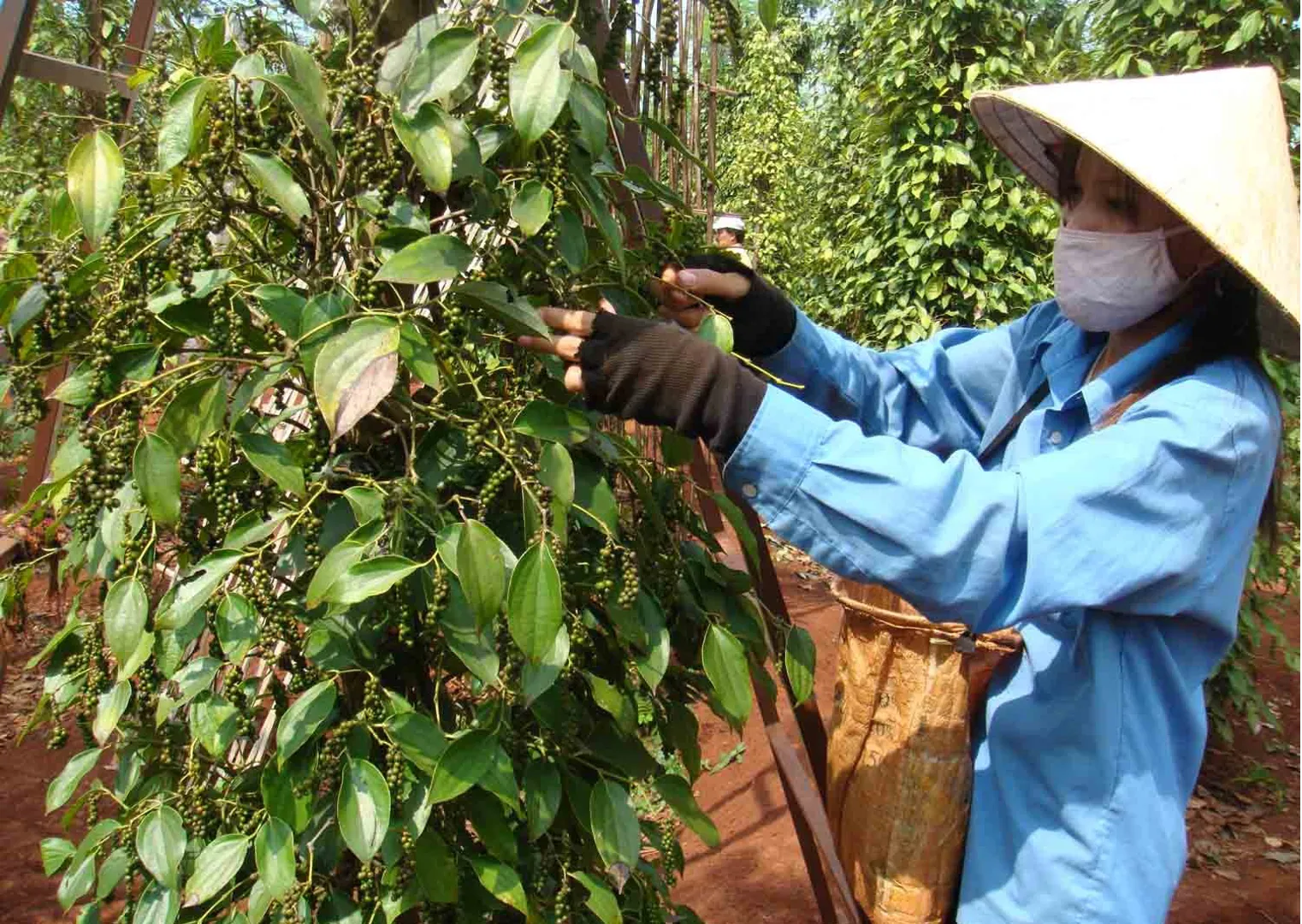 Giá tiêu hôm nay 27/1/2025: tăng cao tuần giáp Tết, Tây Nguyên thêm đến 2.500 đồng/kg