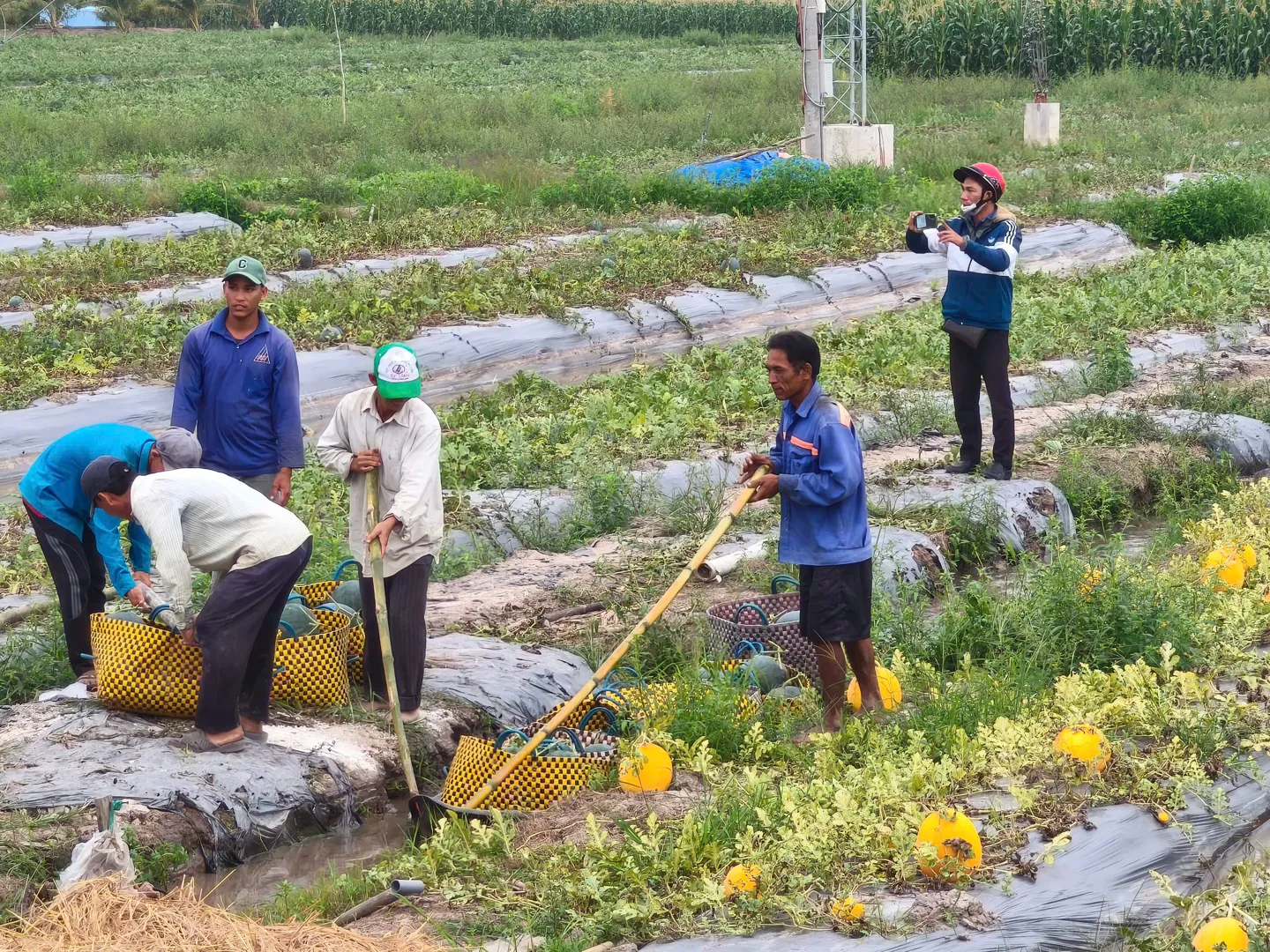 Bạc Liêu: thành công từ trồng màu trên đất lúa