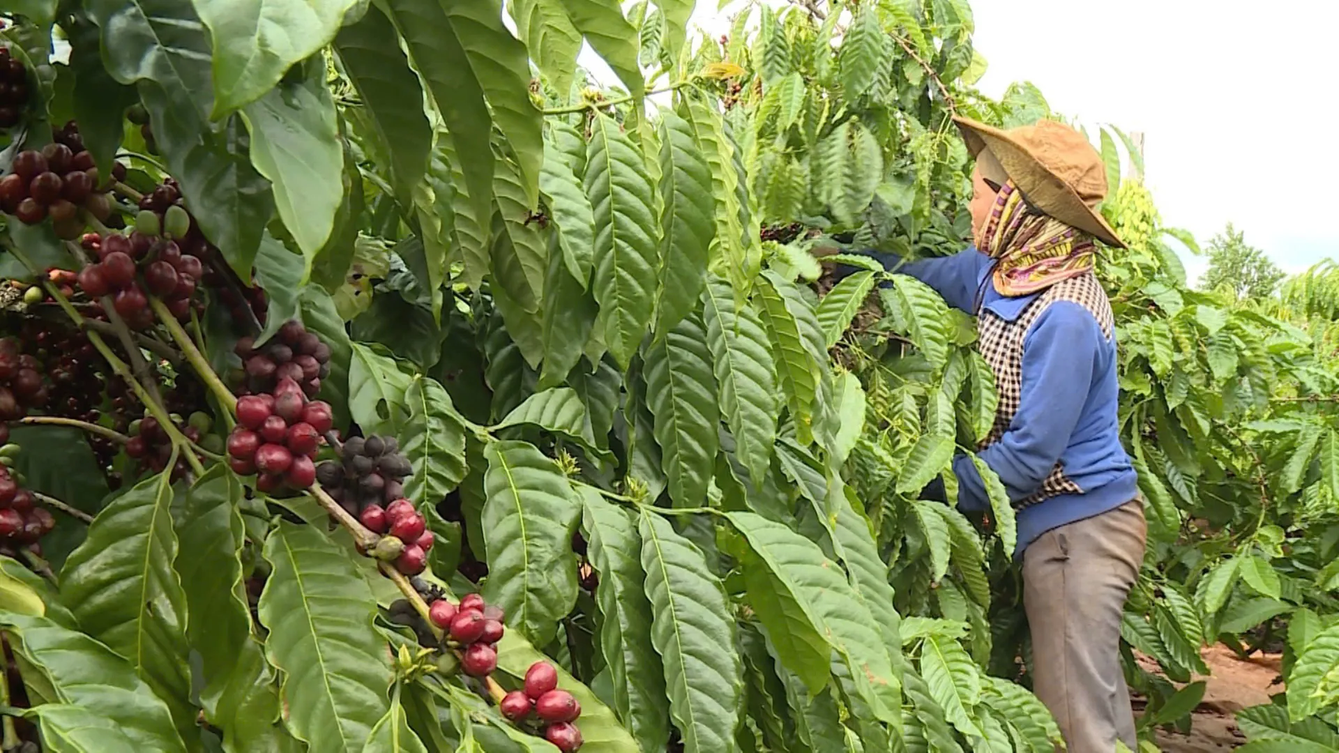 Giá cà phê hôm nay 28/1/2025: 2 nhân tố giúp Arabica tiếp tục tăng