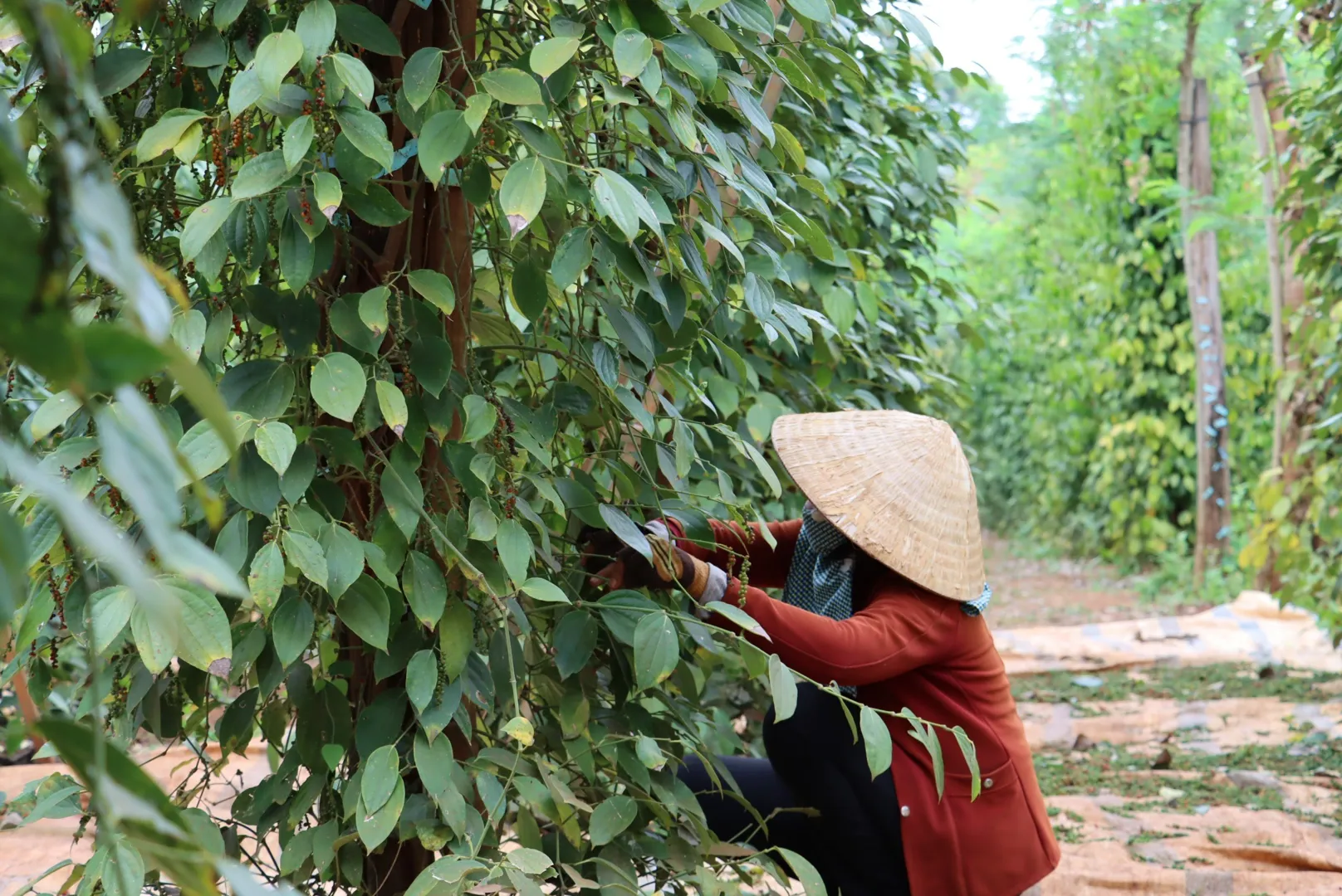 Giá tiêu hôm nay 28/1/2025: 4 nguyên nhân khiến xuất khẩu sang Trung Quốc giảm mạnh